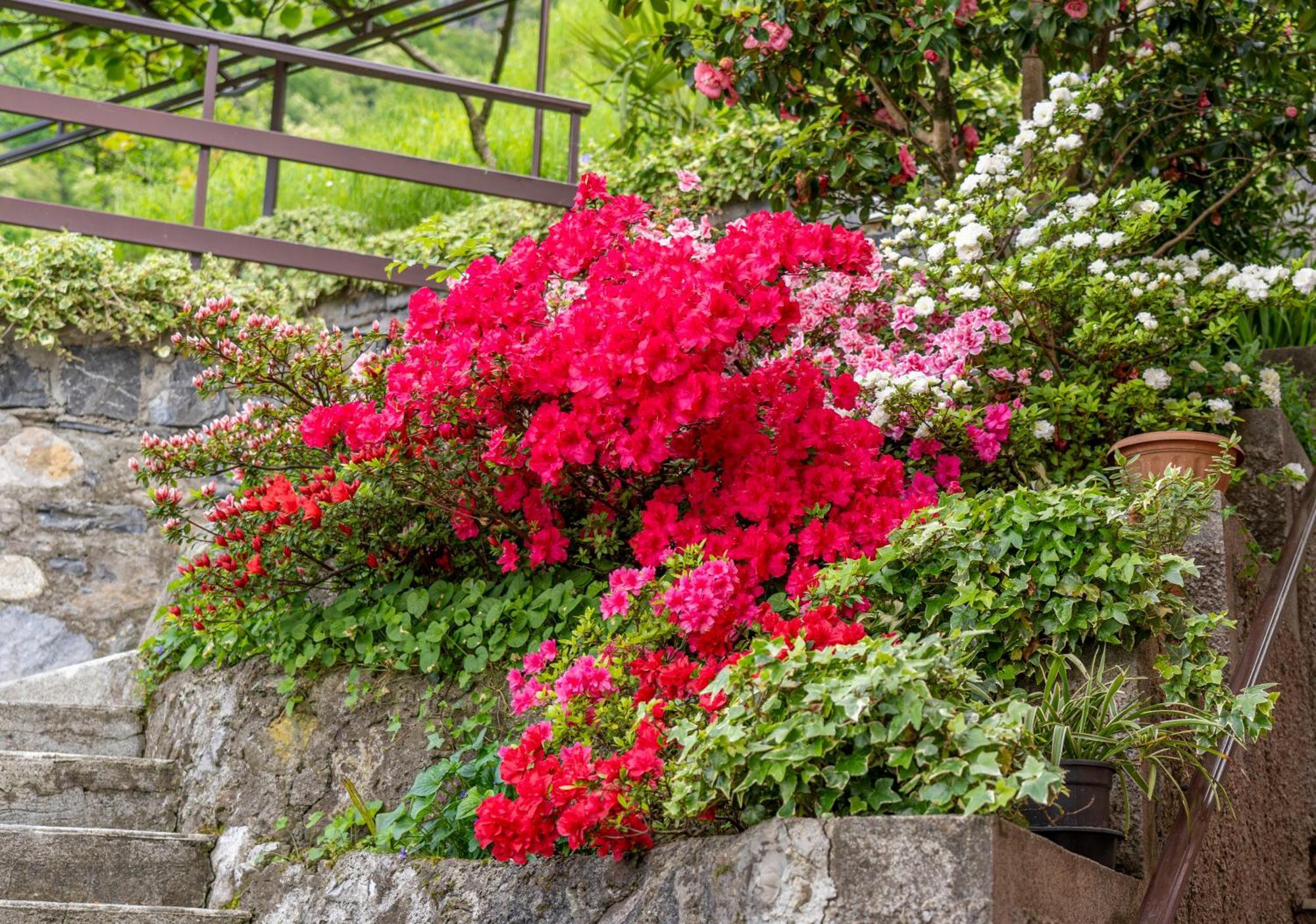 Bellavista Garden And Flowers 瓦伦纳 外观 照片